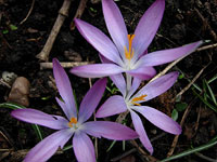 cross_6