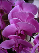 sinai_sabbath_2